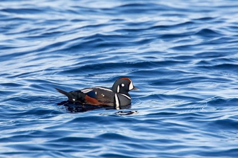 Harlequin duck
