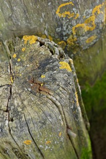 Old wooden bollards