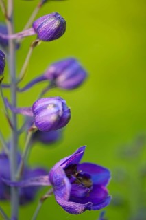Forking larkspur