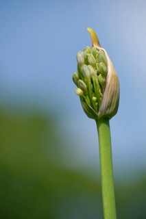 Lilies of the Nile