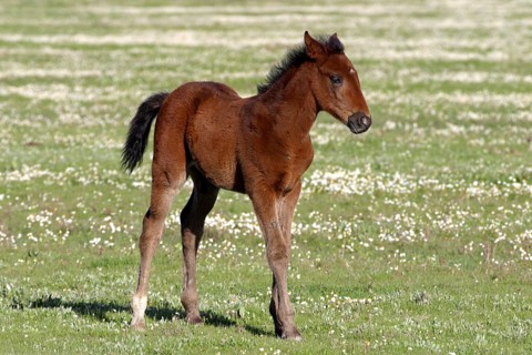 Maremma horse
