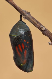 Monarch butterfly