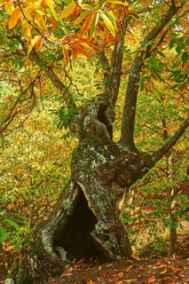 Autumn