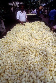 Silk Cocoons in the Government Cocoon Market at Ramanagaram