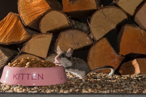 Garden dormouse