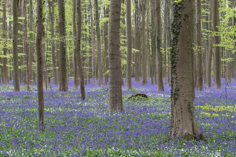 Bluebells