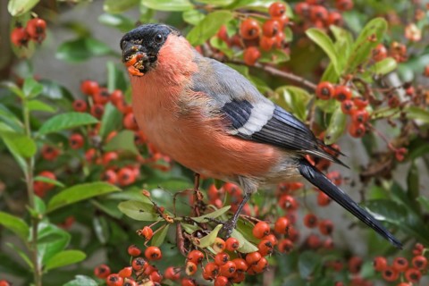 Eurasian bullfinch
