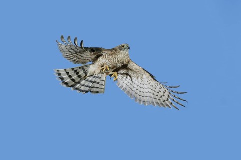 EUROPEAN SPARROWHAWK