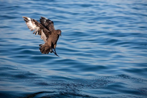 Brown Skua
