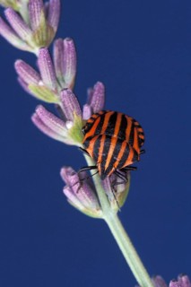 Stripped Shield Bug