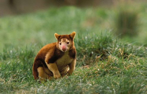 Matschie's Tree Kangaroo