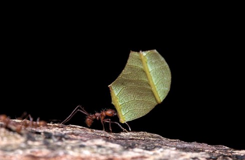 Leaf Cutter Ant