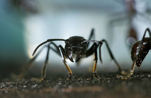 Globe ant