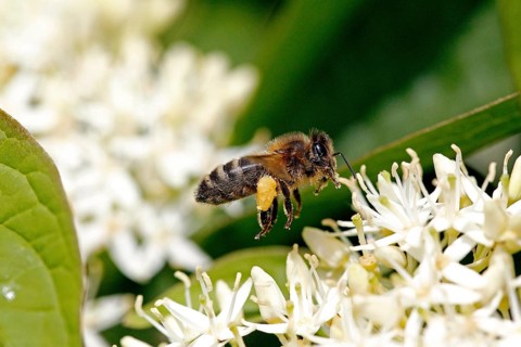 Honey bee