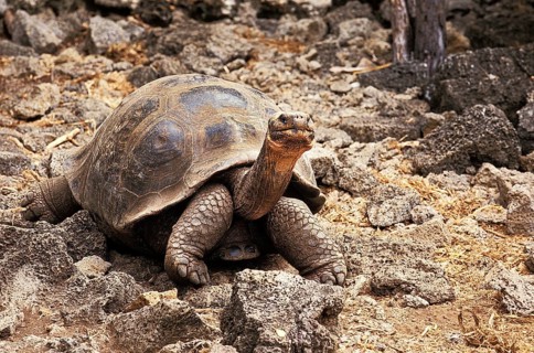 Giant Galapagos Tortoise