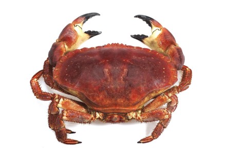 Edible crab