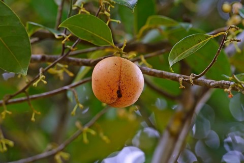 Nutmeg tree