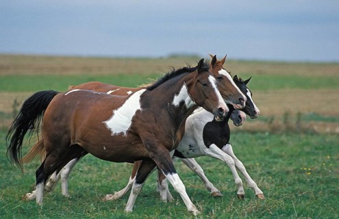 PAINT HORSE
