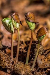 Beech seedlings