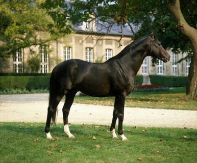English thoroughbred horse
