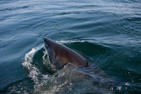 Great white shark