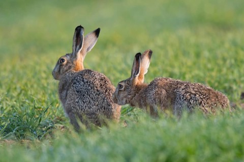Hare