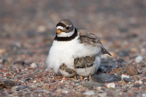 Ringed plover