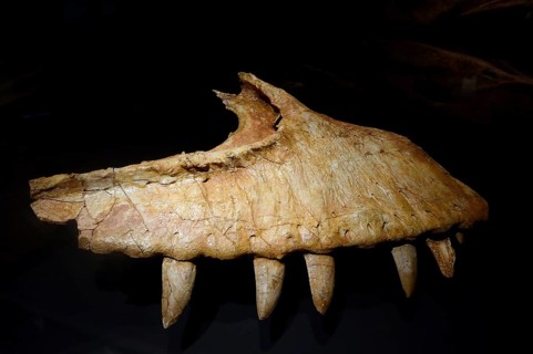 Part of the jaw of predatory dinosaur