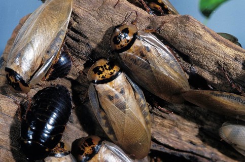 Cockroach