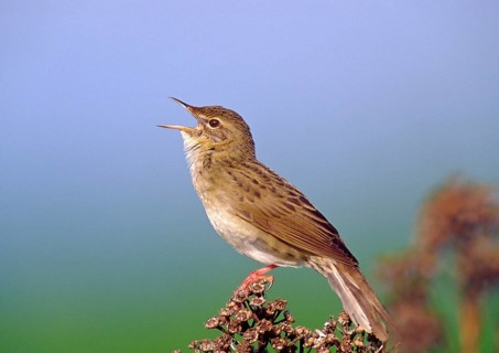 Grasshopper Warbler