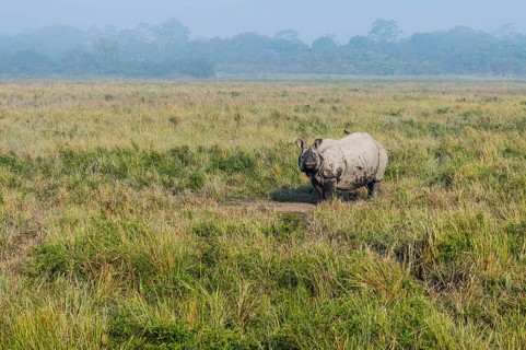 Indian rhinoceros