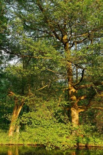 Black alder