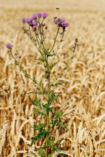 Creeping thistle