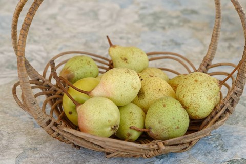 European Pear