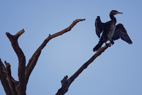 Great cormorant