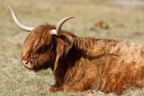 Scottish Highland Cattle on pasture