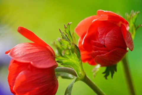 Anemone