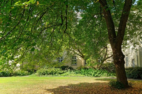 Limetree