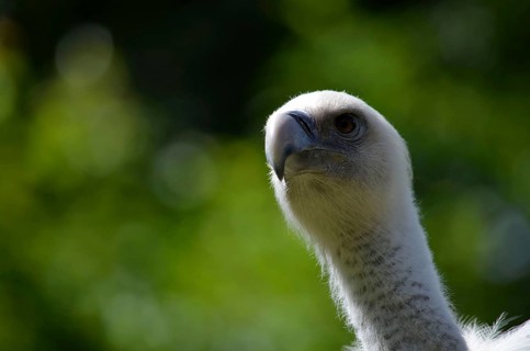 Snow Vulture/ Himalayan Vulture
