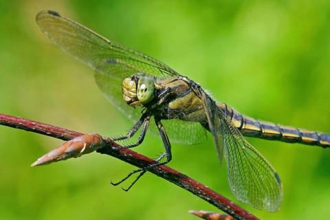 Large blue arrow