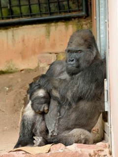 Silverback