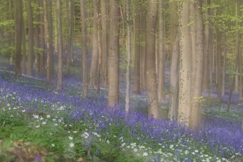 Bluebells