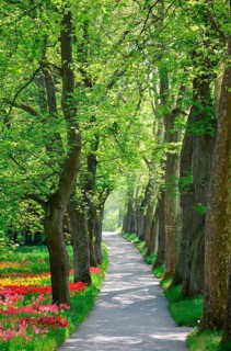 Lime trees