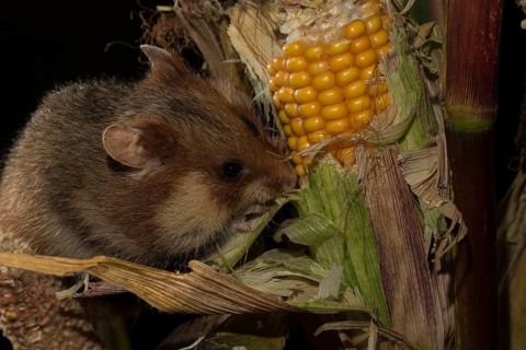 European Hamster