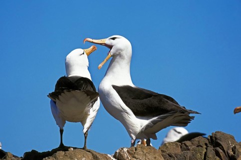 Black-browed albatross