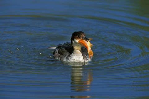 Smew