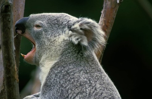 Koala