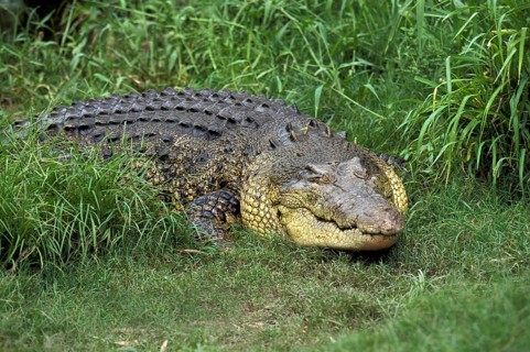 Australian Saltwater Crocodile