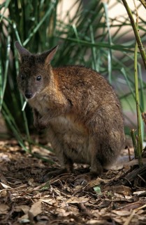 PADEMELON WALLABY