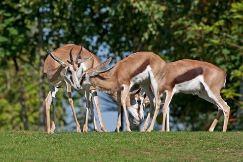 Springbok